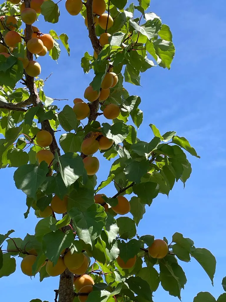 Apricots tree and sky